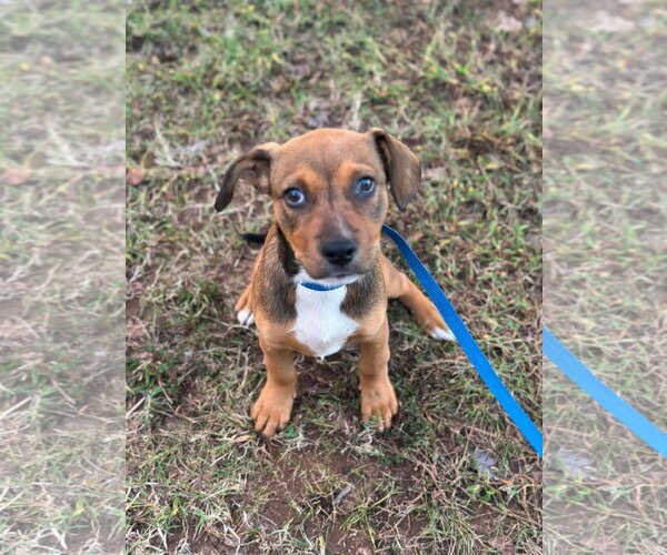 Medium Photo #1 Mutt Puppy For Sale in Greenville, SC, USA