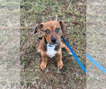 Widget - Female Mutt Dog for Adoption - Small photo