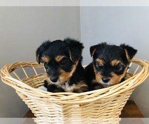 Yorkshire Terrier Puppy for sale in BRENTWOOD, TN, USA