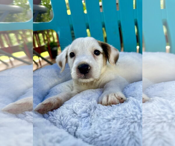 Medium Photo #2 Mutt Puppy For Sale in Pacolet, SC, USA