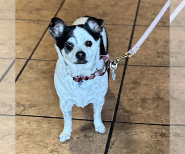 Medium Photo #2 Chihuahua-Unknown Mix Puppy For Sale in San Jose, CA, USA