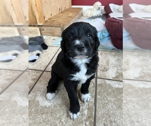 Medium Anatolian Shepherd-Great Pyrenees Mix