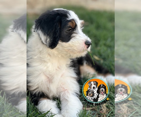 Medium Photo #2 F2 Aussiedoodle Puppy For Sale in LA QUINTA, CA, USA