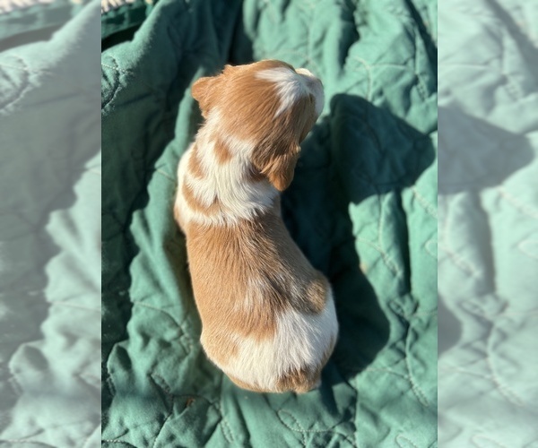 Medium Photo #2 Brittany Puppy For Sale in FISHER, IL, USA