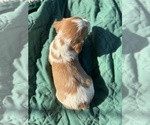 Small #1 Brittany