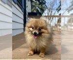 Small #1 Pomeranian