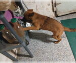 Small #1 Mutt