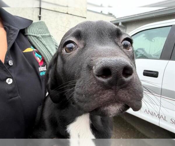 Medium Photo #1 Labrador Retriever-Unknown Mix Puppy For Sale in Santa Rosa, CA, USA