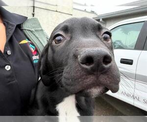 Labrador Retriever-Unknown Mix Dogs for adoption in Santa Rosa, CA, USA