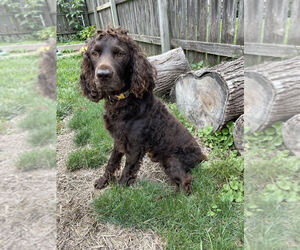 Boykin Spaniel Puppy for sale in DEKALB, IL, USA