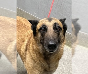 Mutt Dogs for adoption in Las Vegas, NV, USA