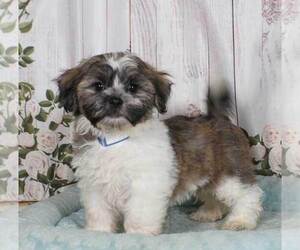 Zuchon Puppy for sale in PENNS CREEK, PA, USA