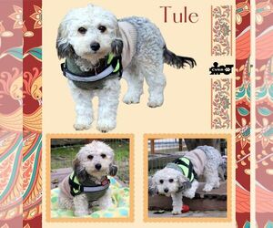 Lhasa Apso-Unknown Mix Dogs for adoption in Lindsay, CA, USA