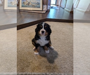 Bernese Mountain Dog Puppy for sale in WICHITA, KS, USA