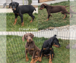 Doberman Pinscher Litter for sale in GOSHEN, IN, USA