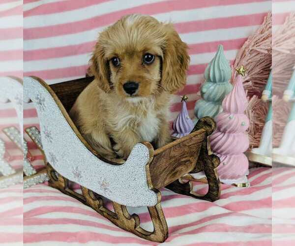 Medium Photo #1 Cavalier King Charles Spaniel-Poodle (Toy) Mix Puppy For Sale in CINCINNATI, OH, USA