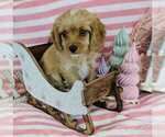 Image preview for Ad Listing. Nickname: cavapoo pups