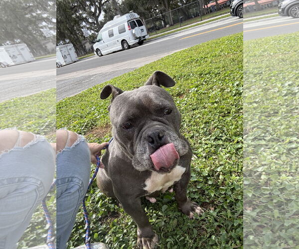 Medium Photo #15 Bulldog-Unknown Mix Puppy For Sale in Sanford, FL, USA