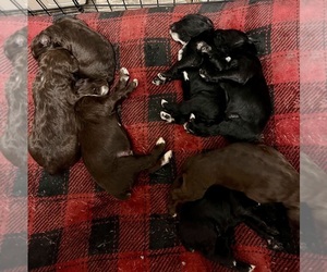 F2 Aussiedoodle Puppy for sale in OLIVE HILL, KY, USA