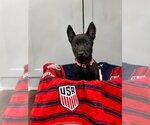 Small #2 Mutt