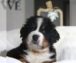 Small #5 Bernese Mountain Dog