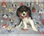 Small #3 Cavalier King Charles Spaniel