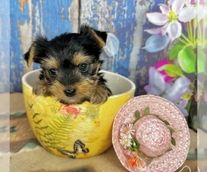 Yorkshire Terrier Puppy for sale in CASSVILLE, MO, USA