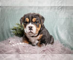 Puppy Clark Beabull
