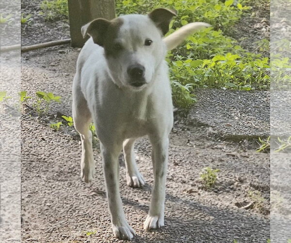 Medium Photo #4 Mutt Puppy For Sale in Brooklyn Center, MN, USA