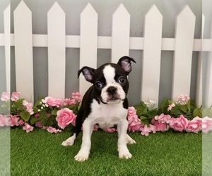 Boston Terrier Puppy for sale in SCHERERVILLE, IN, USA