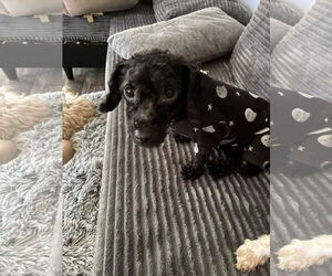 Poodle (Miniature) Dogs for adoption in Middlesex, NC, USA