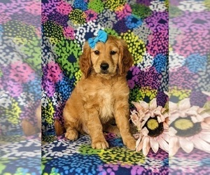 Goldendoodle (Miniature) Puppy for sale in CHRISTIANA, PA, USA
