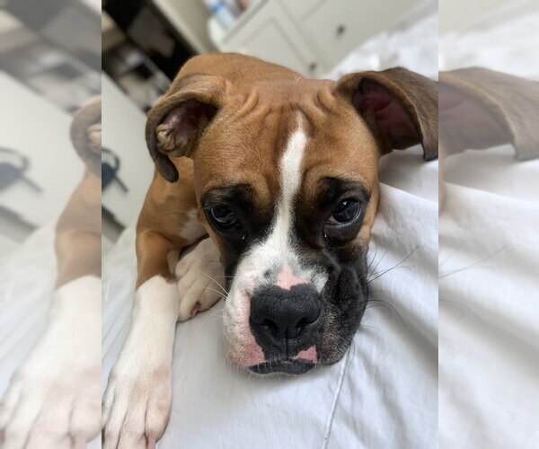 Medium Photo #2 Boxer Puppy For Sale in Austin, TX, USA