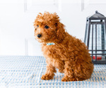 Small Photo #18 Poodle (Toy) Puppy For Sale in WAKARUSA, IN, USA