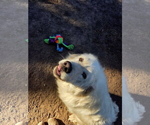 ASGEIR - Male Anatolian Pyrenees Dog for Adoption - Photo #3