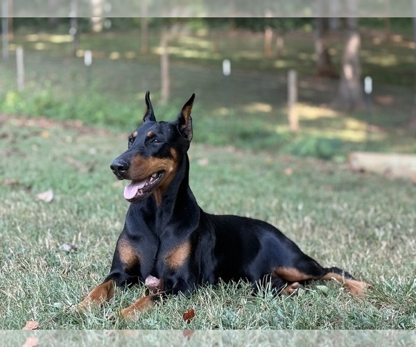 Medium Photo #7 Doberman Pinscher Puppy For Sale in NEWTON, NC, USA