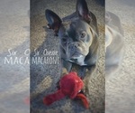 Small Photo #77 French Bulldog Puppy For Sale in LAS VEGAS, NV, USA