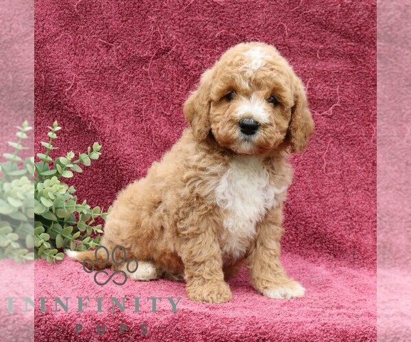 Medium Photo #4 Goldendoodle (Miniature) Puppy For Sale in EPHRATA, PA, USA