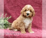 Small #3 Goldendoodle (Miniature)
