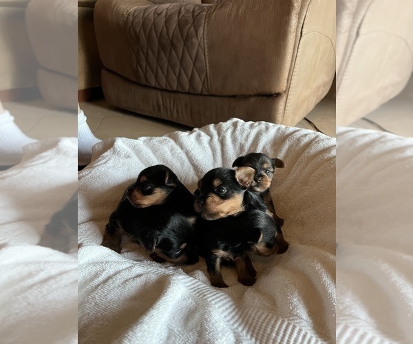 Medium Photo #2 Yorkshire Terrier Puppy For Sale in FRESNO, CA, USA