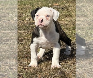 Alapaha Blue Blood Bulldog Puppy for sale in NEWVILLE, PA, USA