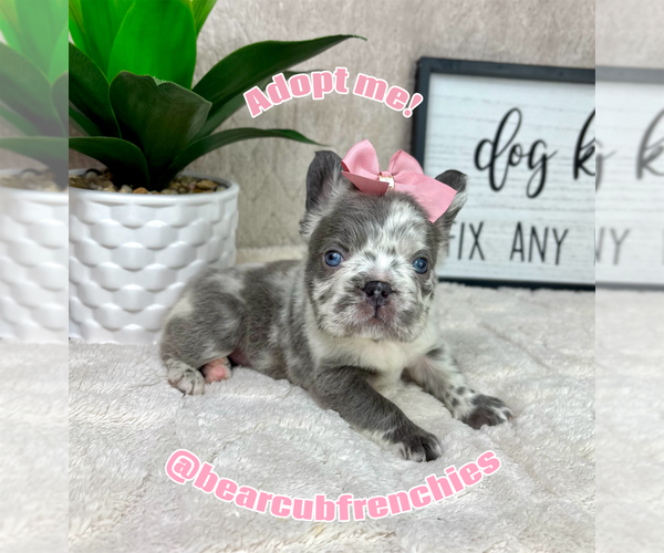 Medium Photo #4 French Bulldog Puppy For Sale in FRANKLIN, IN, USA