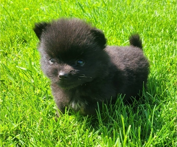 Medium Photo #1 Pomeranian Puppy For Sale in ORRVILLE, OH, USA