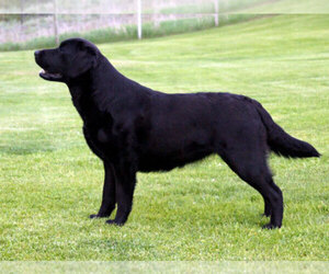 Mother of the Labrador Retriever puppies born on 01/08/2020