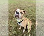 Small American Bulldog Mix