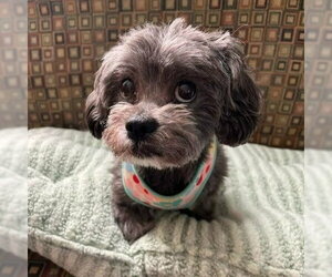 Shih Tzu-Unknown Mix Dogs for adoption in Minneapolis, MN, USA