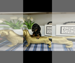 AKC Cole - Male Dachshund Puppy for Sale - Photo #4