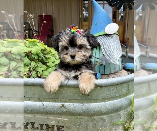 Medium Photo #1 Morkie Puppy For Sale in CASSVILLE, MO, USA