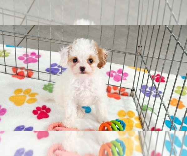 Medium Photo #7 Cavapoo (Miniature)-Poodle (Toy) Mix Puppy For Sale in ORO VALLEY, AZ, USA