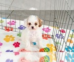 Small #6 Cavapoo (Miniature)-Poodle (Toy) Mix